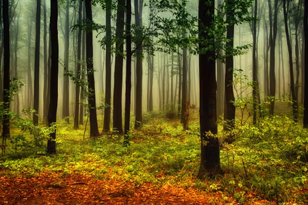 Canvastavla - D Forest Landscape