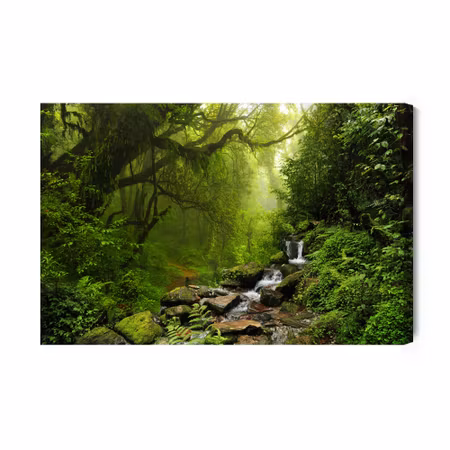 Canvastavla - Subtropical Forest in Nepal