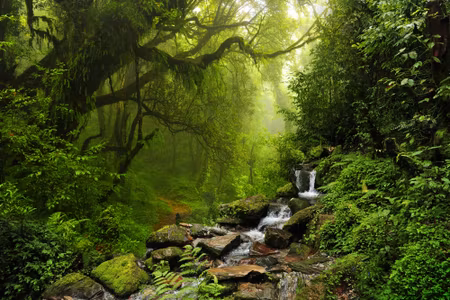 Canvastavla - Subtropical Forest in Nepal
