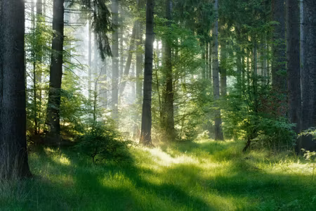 Canvastavla - The Sun Peeks Into the Forest