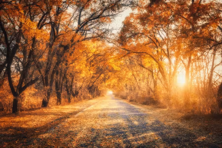 Canvastavla - Road in the Autumn D Forest