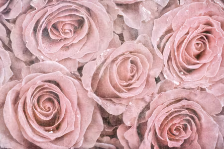 Canvastavla - Beautiful Vintage Roses
