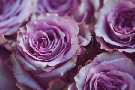 Canvastavla - Beautiful Purple Roses