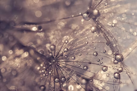 Canvastavla - Dandelion Water Drops