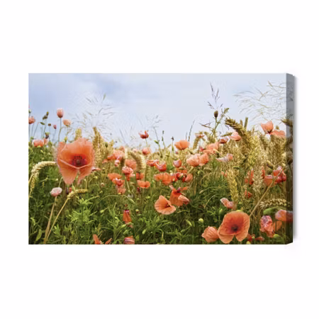 Canvastavla - Poppies in the Meadow