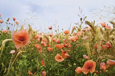 Canvastavla - Poppies in the Meadow