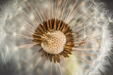 Canvastavla - Dandelion Close Up