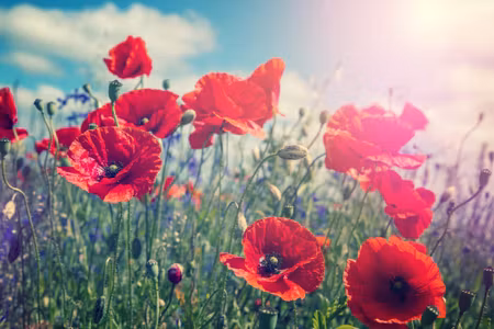 Canvastavla - Poppies in the Sun