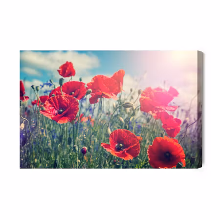 Canvastavla - Poppies in the Sun