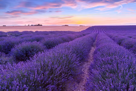 Canvastavla - Lavender Field