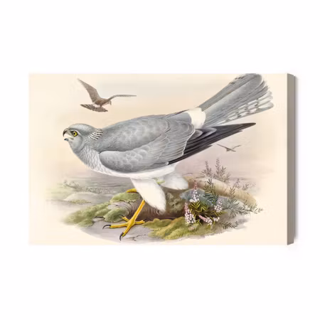 Canvastavla - Birds of Prey