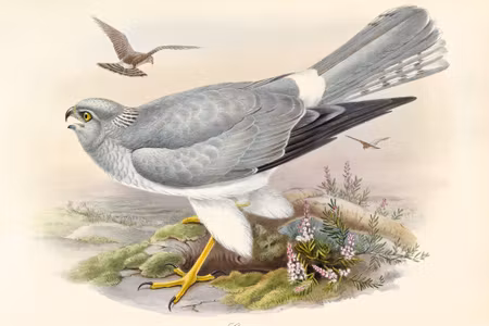 Canvastavla - Birds of Prey