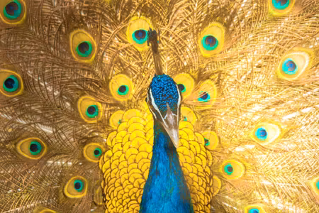 Canvastavla - Beautiful Colorful Peacock