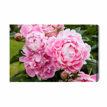 Canvastavla - Peony Flowers