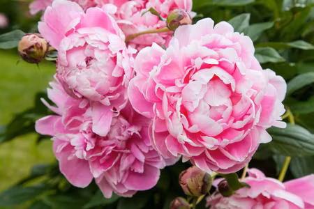 Canvastavla - Peony Flowers