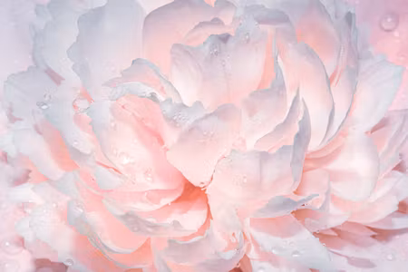 Canvastavla - Peonies in Drops of Water