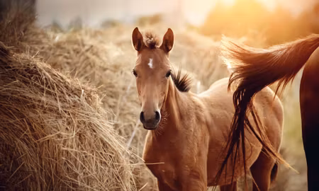 Canvastavla - A Foal on a Background of Hay Bales