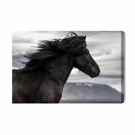 Canvastavla - Black Horse on a Background of