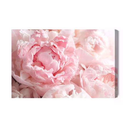 Canvastavla - Peonies in Light Pink