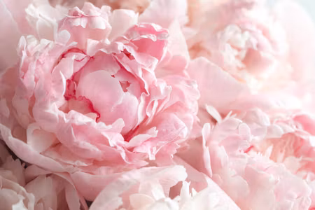 Canvastavla - Peonies in Light Pink