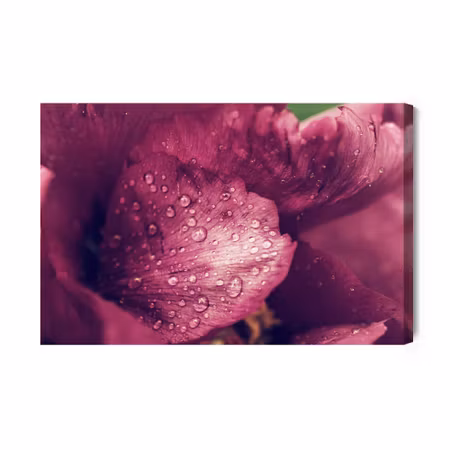 Canvastavla - Peony Roses with Dew