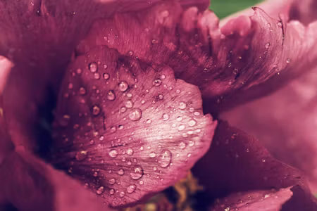 Canvastavla - Peony Roses with Dew