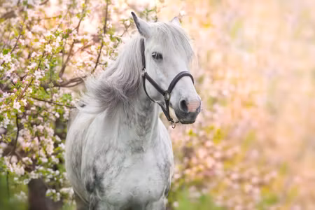 Canvastavla - Horse on a Background of Flowers