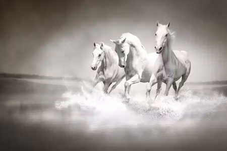 Canvastavla - Horses in Black and White