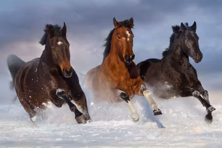 Canvastavla - Galloping Horses in Winter