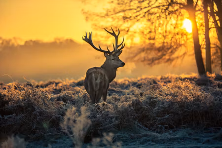 Canvastavla - Deer in the Morning
