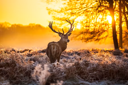Canvastavla - Deer in the Morning Sun