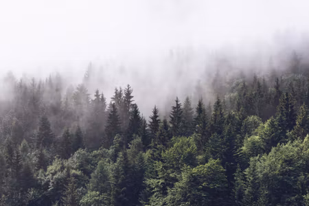Canvastavla - Moon over Misty Trees