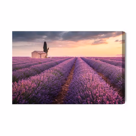 Canvastavla - Flowering Lavender Field in Provence