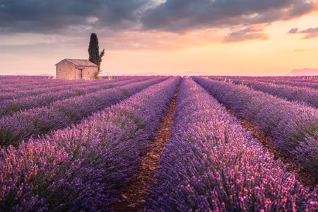Canvastavla - Flowering Lavender Field in Provence
