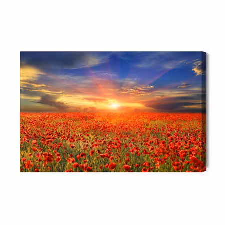 Canvastavla - Sunset over a Filed of Poppies D