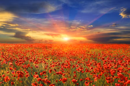 Canvastavla - Sunset over a Filed of Poppies D