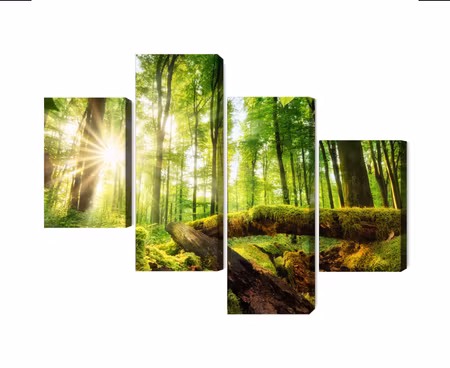 Canvastavla - Multipart Sunrays in a Forest D