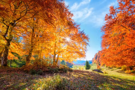 Canvastavla - Multipart Colourful Autumn Trees