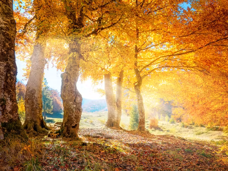 Canvastavla - Multipart Sunny Autumn Forest