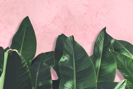 Canvastavla - Tropical Plants on a Pink Background