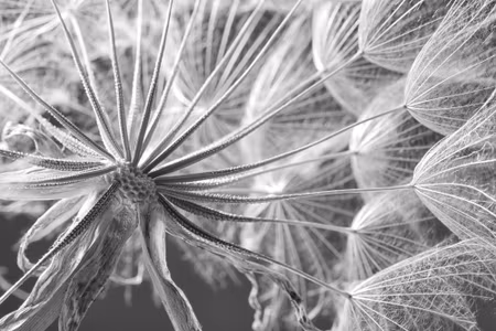 Canvastavla - Dandelion Close Up