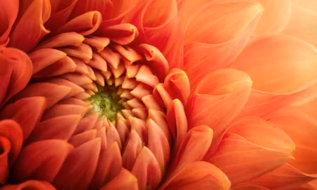 Canvastavla - Multipart Orange Chrysanthemum on a