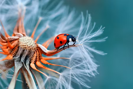 Canvastavla - Multipart Ladybug on a Dandelion in