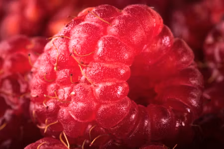 Canvastavla - Multipart Raspberries on a Macro