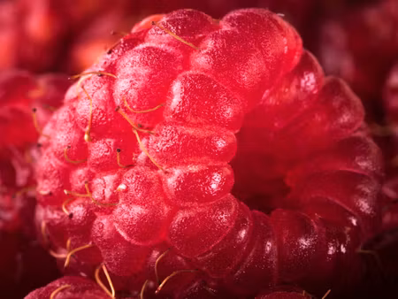 Canvastavla - Multipart Raspberries on a Macro