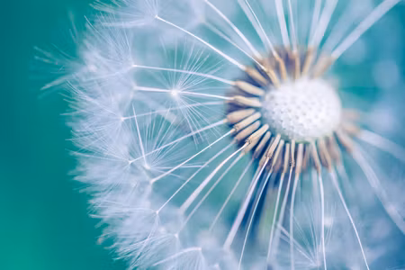 Canvastavla - Multipart Dandelion on a Macro Scale