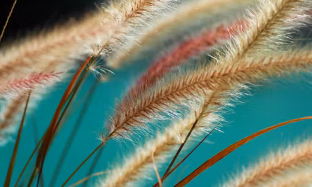 Canvastavla - Multipart Plants on a Macro Scale