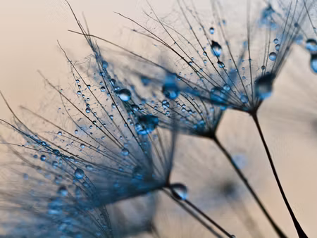 Canvastavla - Multipart Dandelions with Water