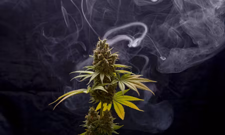 Canvastavla - Multipart Cannabis Plant on a Smoky