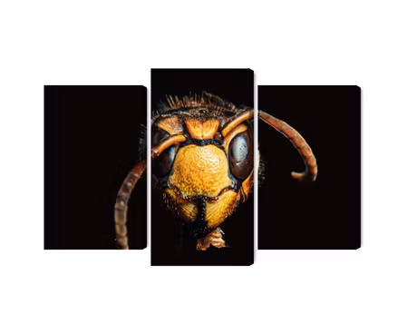 Canvastavla - Multipart Hornet on a Macro Scale